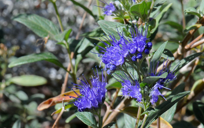 Varileaf Phacelia has beautiful showy flowers ranging in color from white to lavender. The corolla is bell-shaped and the reproductive parts are exerted and also attractive. Phacelia heterophylla 